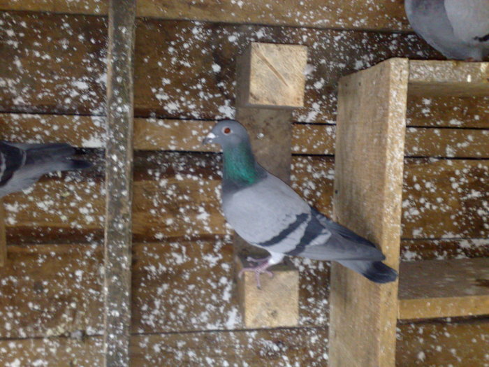 fiorosu - porumbeii de la matca 2011