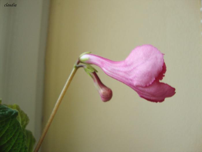 DSC01529 - 2010 streptocarpus
