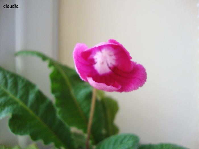 DSC01527 - 2010 streptocarpus