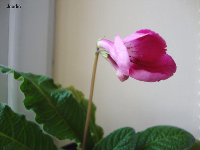 DSC01528 - 2010 streptocarpus