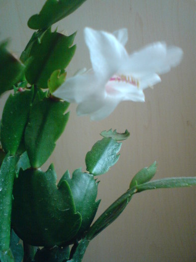 DSC00013 - schlumbergera