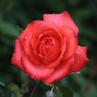 holsteinperle-20buc; vigoare  : 90/50
culoare  : rosu corai 
parfum   : -
utilizare:flori taiate , decor
