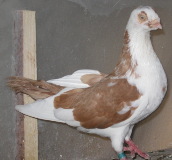IMG_2686 - arhiva