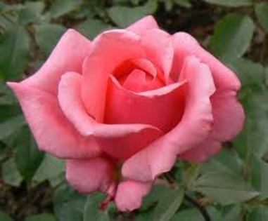 belle ange-20buc - Roses-Molnar