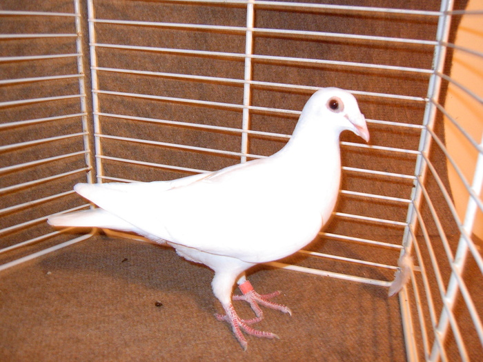 EPSN0027 - Porumbei  albi ornament