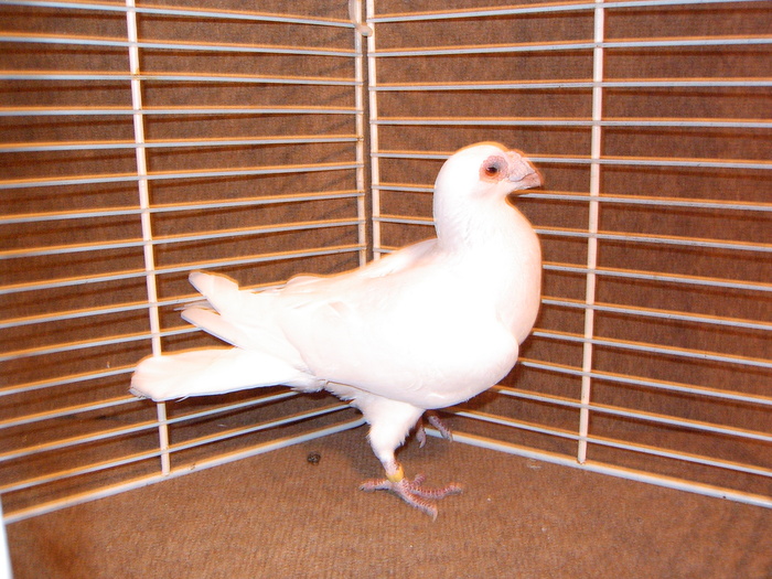 EPSN0001 - Porumbei  albi ornament