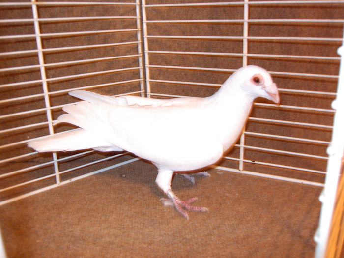 EPSN0004 - Porumbei  albi ornament