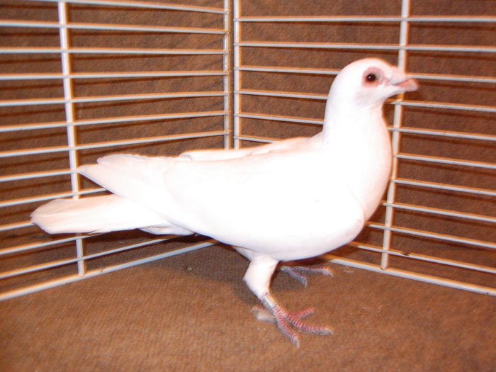EPSN0005 - Porumbei  albi ornament