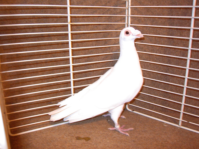 EPSN0010 - Porumbei  albi ornament