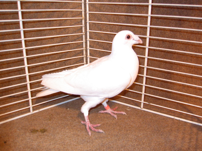 EPSN0017 - Porumbei  albi ornament