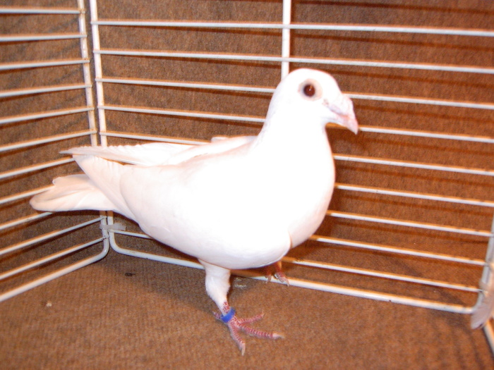 EPSN0019 - Porumbei  albi ornament