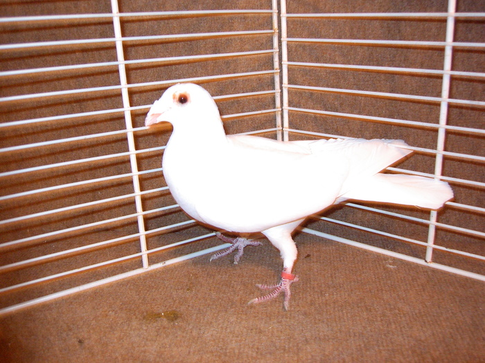 EPSN0025 - Porumbei  albi ornament