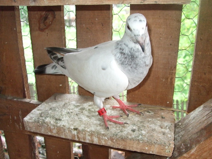 DSCF1560 - H porumbeii care nu stiu de ei