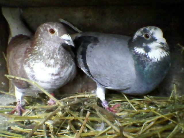 Perechea de la gogu ;))