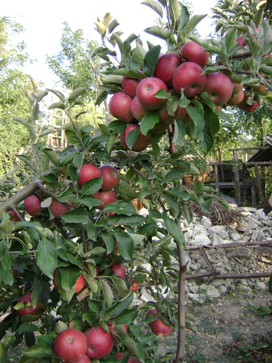 mar jonathan - fructe recolta 2010