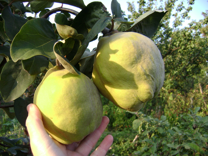 gutui Bereczi - fructe recolta 2010