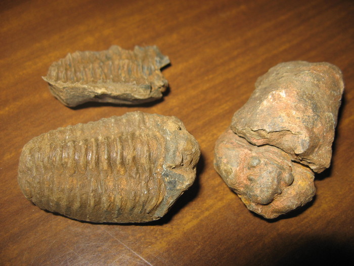Trilobit Calymene - Fosile