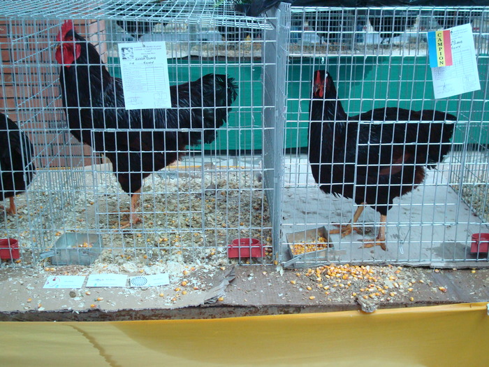 Campion - Rhode Island Red F 2010 - 00 CEVA REZULTATE 00