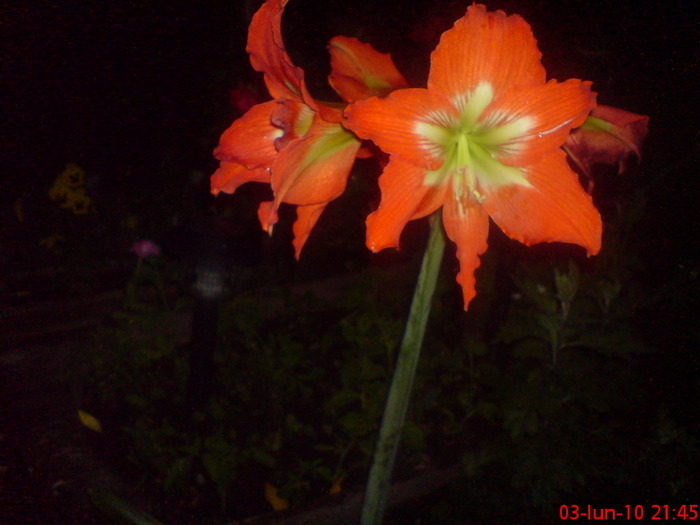 16219240_JGHXQVRTG - 1 amaryllis