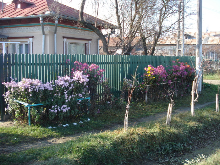 TOAMNA S-A ASEZAT IN FATA PORTII