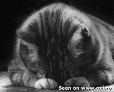 pisica1 - poze triste