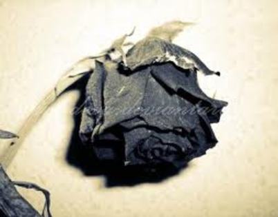 trandafir - poze triste
