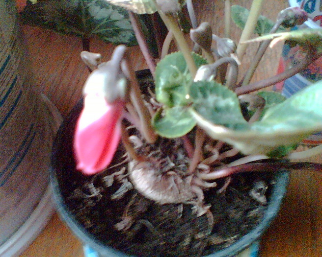 Imag000 - Cyclamen