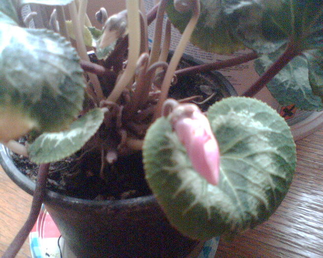 Imag001 - Cyclamen