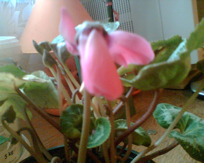 Imag007 - Cyclamen