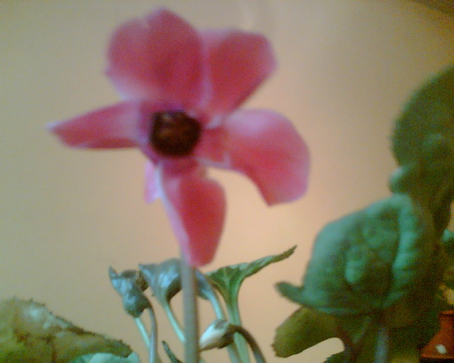 Imag008 - Cyclamen