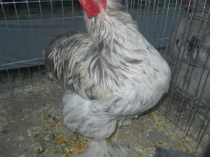 DSCN1020