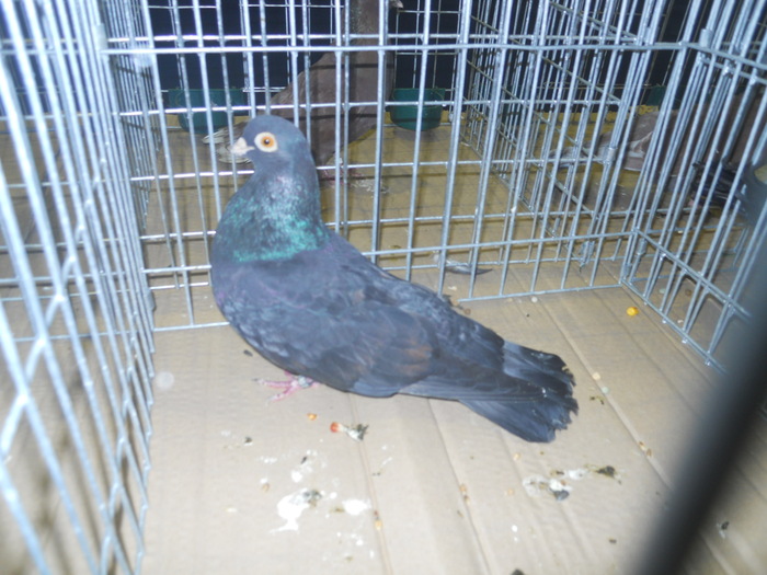 DSCN0610 - 1516 a rase rom