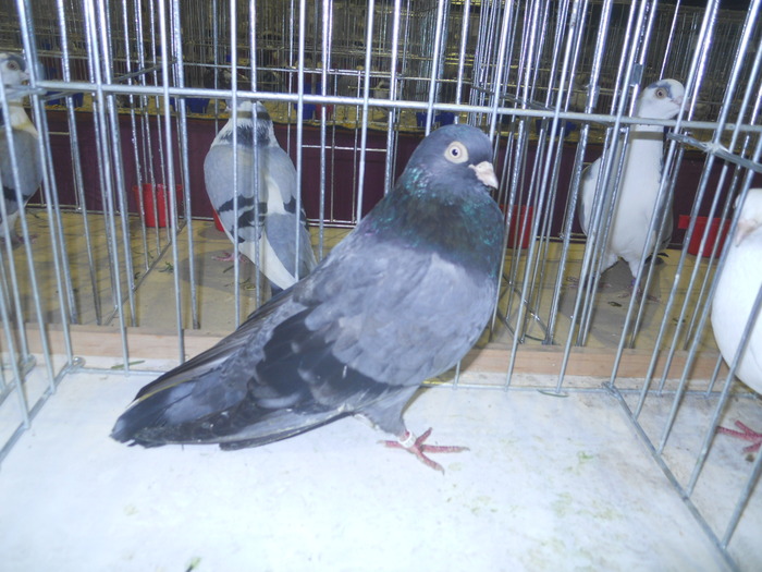 DSCN0624 - 1516 a rase rom