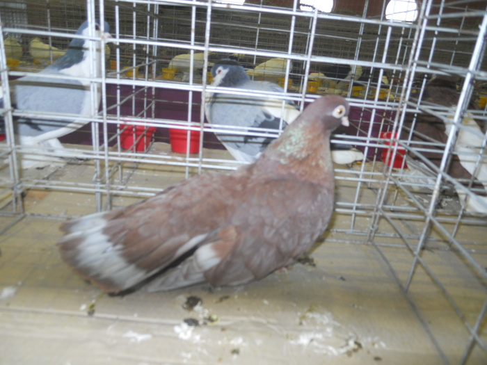 DSCN0679 - 1516 a rase rom