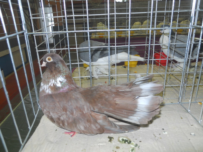 DSCN0681 - 1516 a rase rom