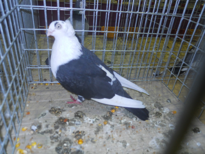 DSCN0701 - 1516 a rase rom