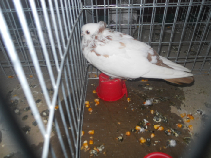 DSCN0843 - 1516 a rase rom