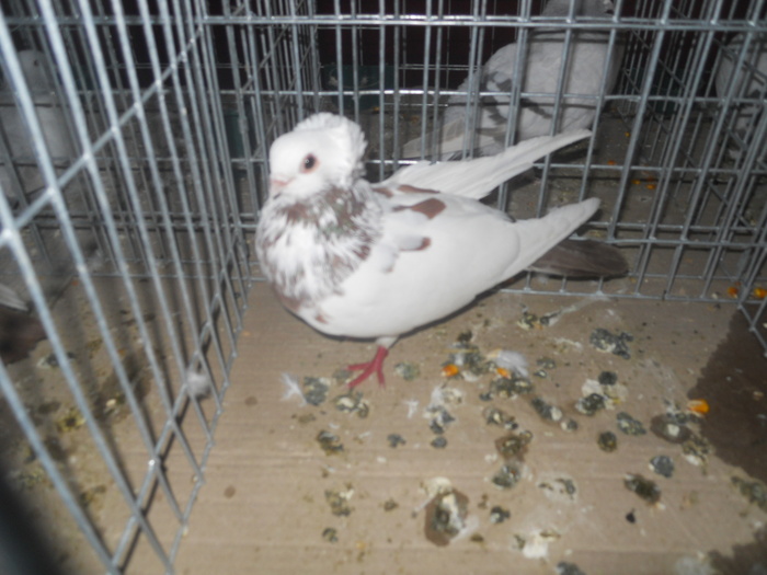 DSCN0844 - 1516 a rase rom