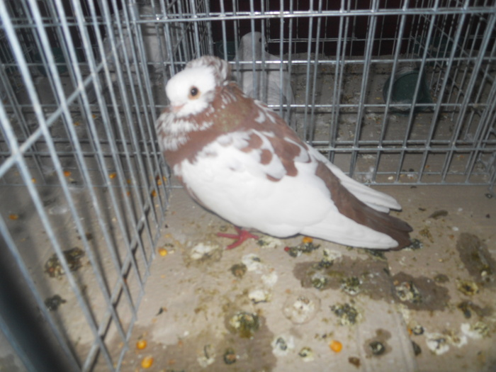 DSCN0845 - 1516 a rase rom