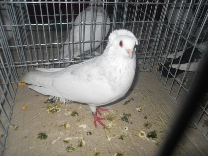 DSCN0848 - 1516 a rase rom