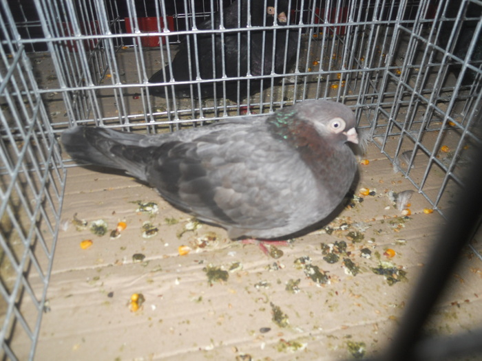 DSCN0857 - 1516 a rase rom