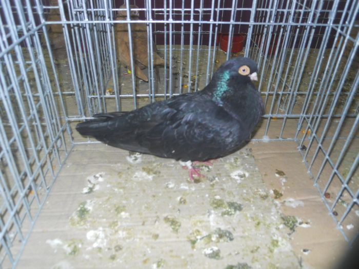 DSCN0906 - 1516 a rase rom