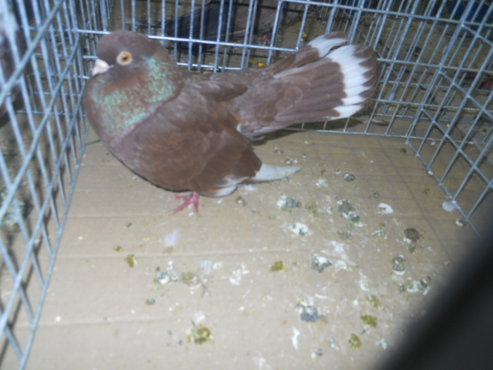 DSCN0913 - 1516 a rase rom