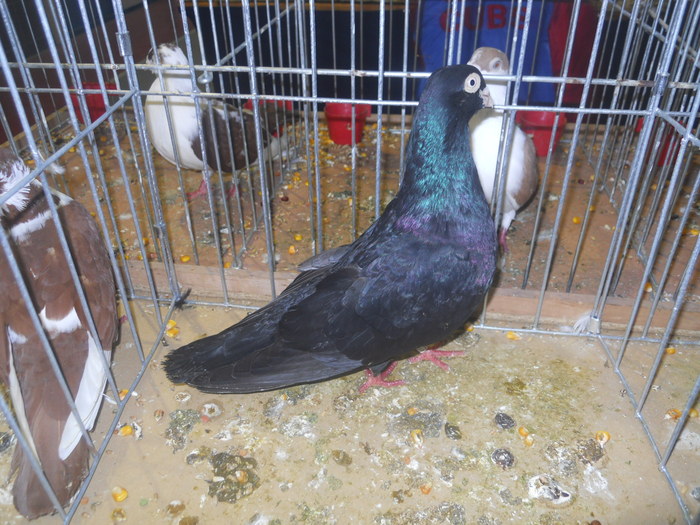 DSCN1072 - 1516 a rase rom