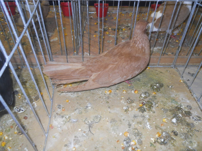 DSCN1073 - 1516 a rase rom