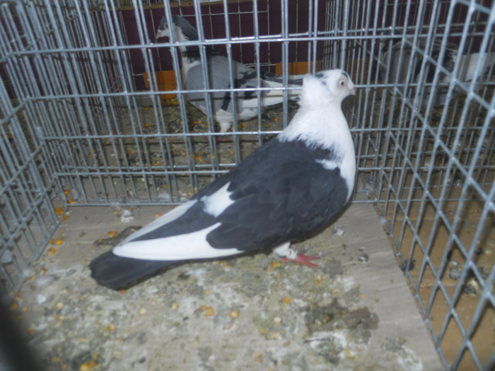 DSCN1096 - 1516 a rase rom