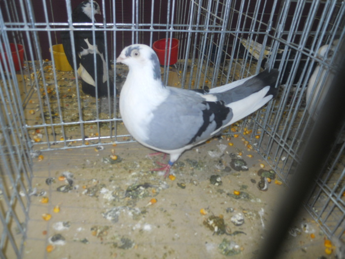 DSCN1099 - 1516 a rase rom