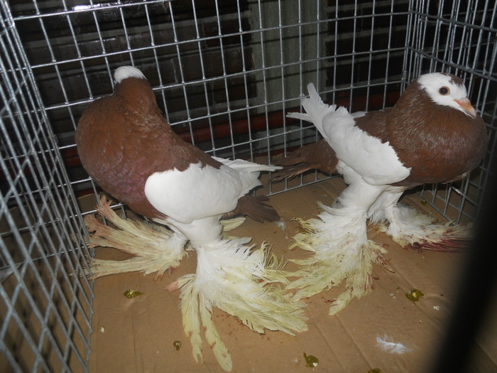 DSCN0524 - 1516 b rase str 1