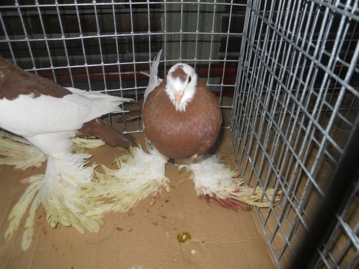 DSCN0525 - 1516 b rase str 1