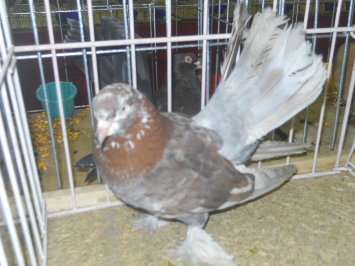 DSCN0590 - 1516 b rase str 1